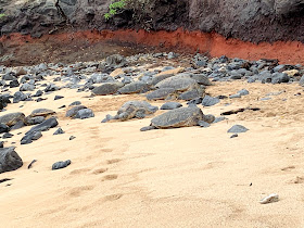 Nagai Zurn Family ハワイ マウイ島四日目 ホオキパビーチのウミガメとカアナパリビーチ 高級ホテル