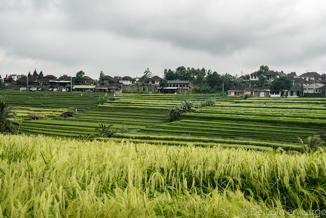 Rizières de Jatiluwih - Bali