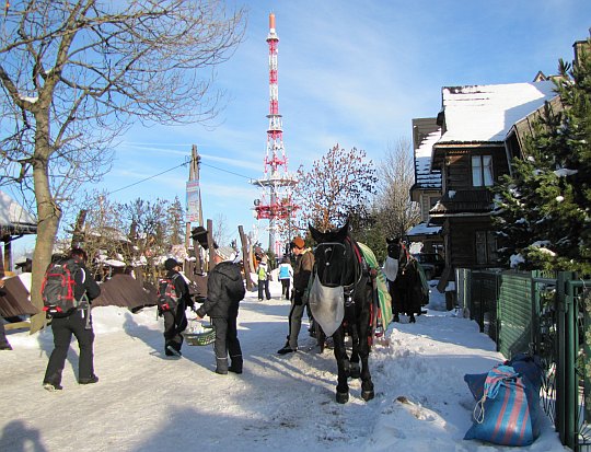 Przed szczytem Gubałówki (1126 m n.p.m.).