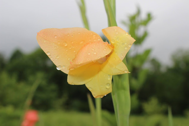 closer view of Boone golden apricot gladiolus bloom
