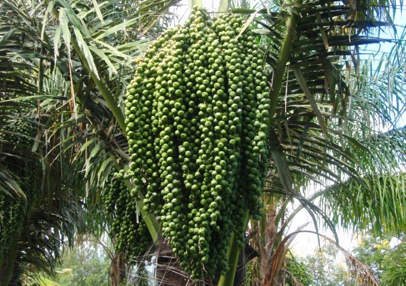 gambar untuk Tumbuhan Enau (Aren)