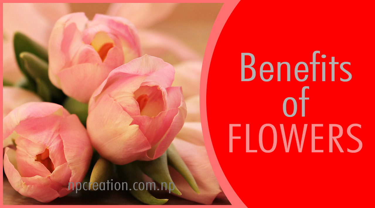 Benefits of flowers in keeping health strong? Know how. NP CREATION