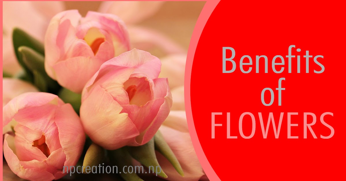 Benefits of flowers in keeping health strong? Know how. NP CREATION