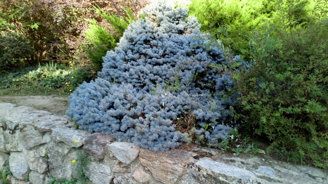 Abeto azul (Picea pungens "Glauca Globosa").