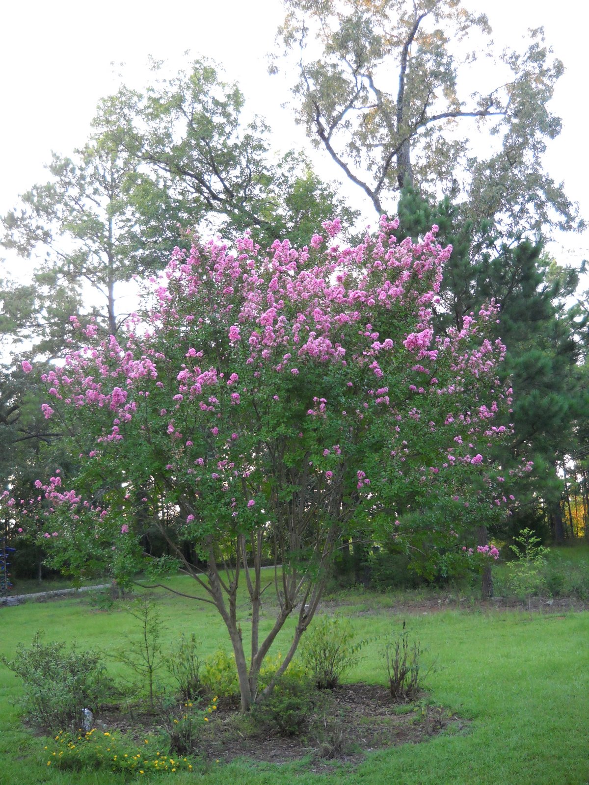 Gold Hill Plant Farm Crepe Myrtle and Butterfly Bushes.