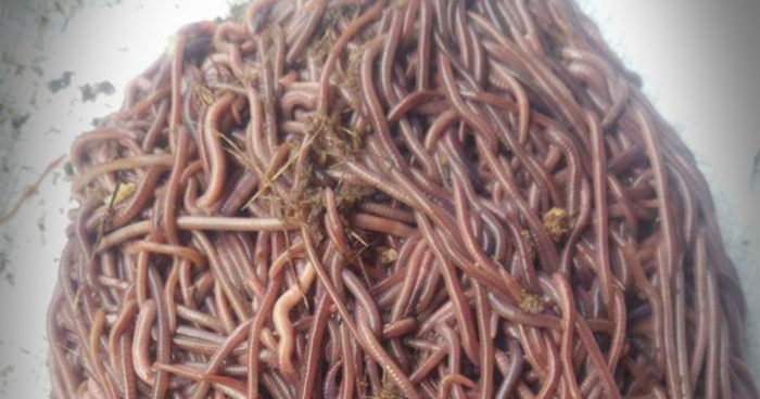 Master mancing: 7 Jenis cacing Umpan Mancing Jitu dan Ampuh. Anda Harus