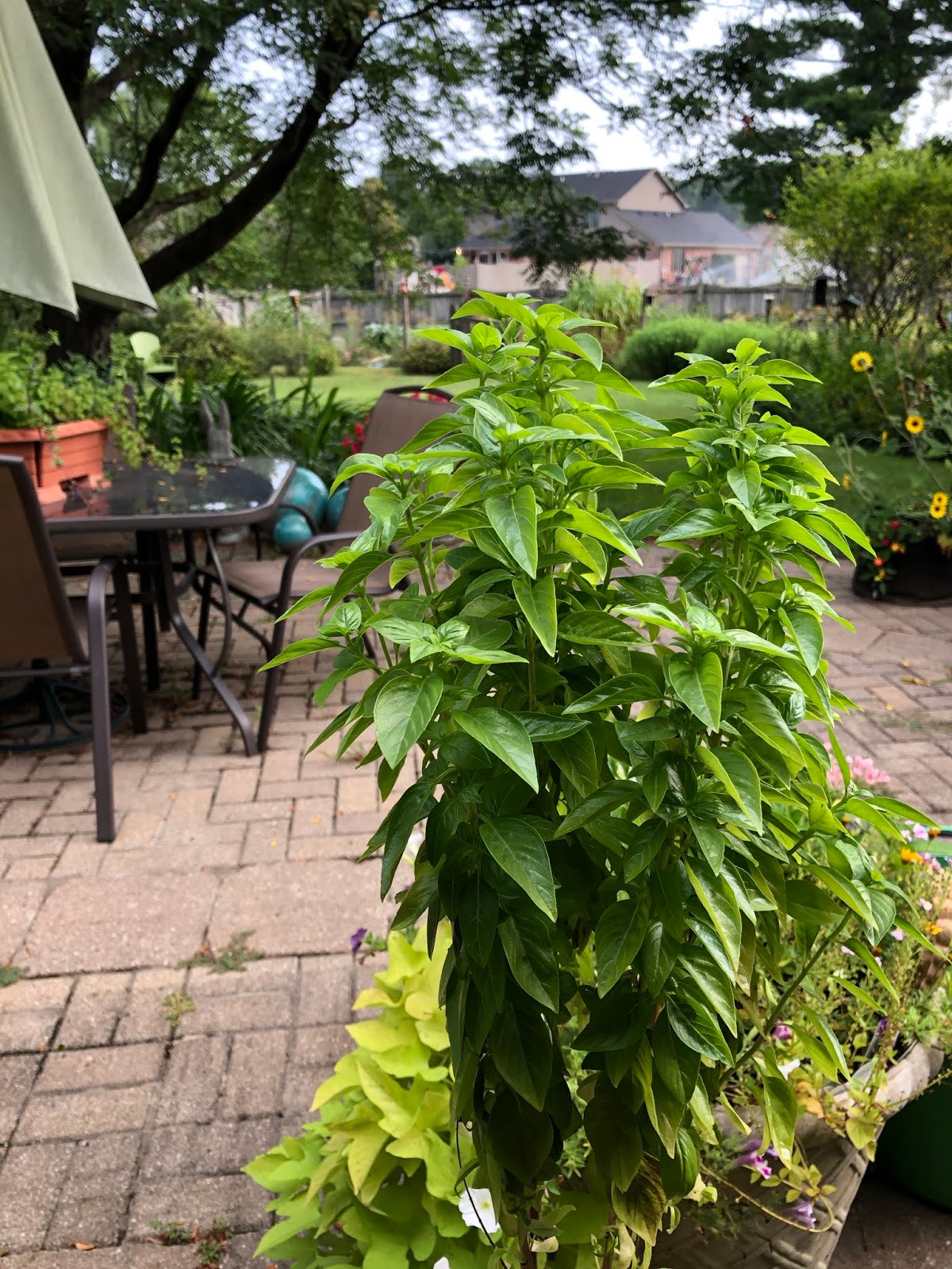 Basil, Tall and Leafy