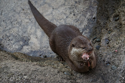 餌を食べるコツメカワウソ