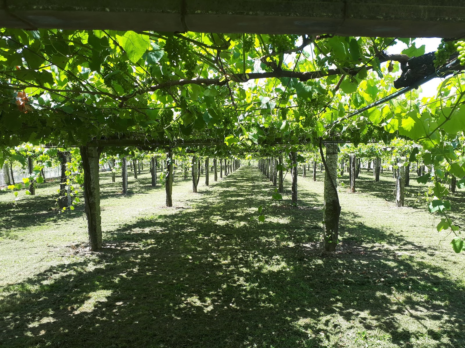 Viticulture in Ireland Visiting Vineyards in Galicia