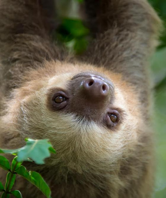 October 19 – Sloth International Day