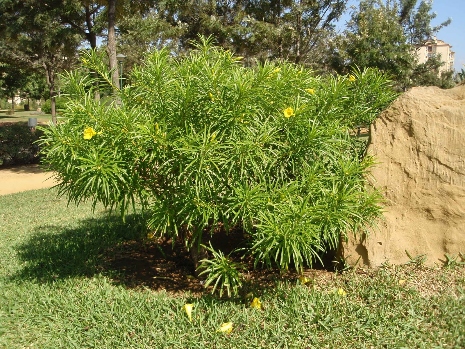 THEVETIA PERUVIANA PDF DOWNLOAD