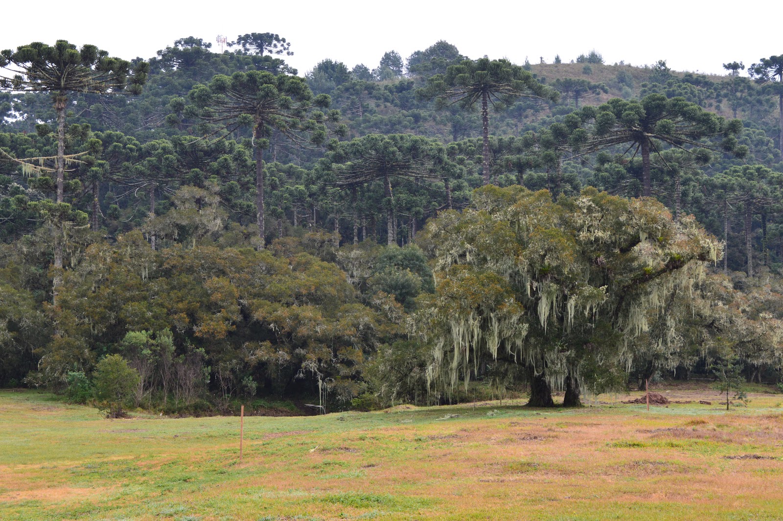 Os caminhos da neve Parque Estadual