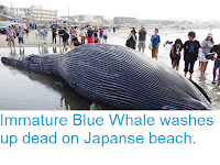 https://sciencythoughts.blogspot.com/2018/08/immature-blue-whale-washes-up-dead-on.html
