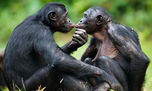 Hewan Lucu Yang Ternyata Kanibal Berbahaya Kejadian Aneh Tapi Nyata