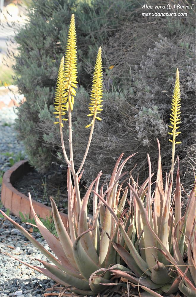 Menuda Natura Aloe vera (L.) Burm.f.