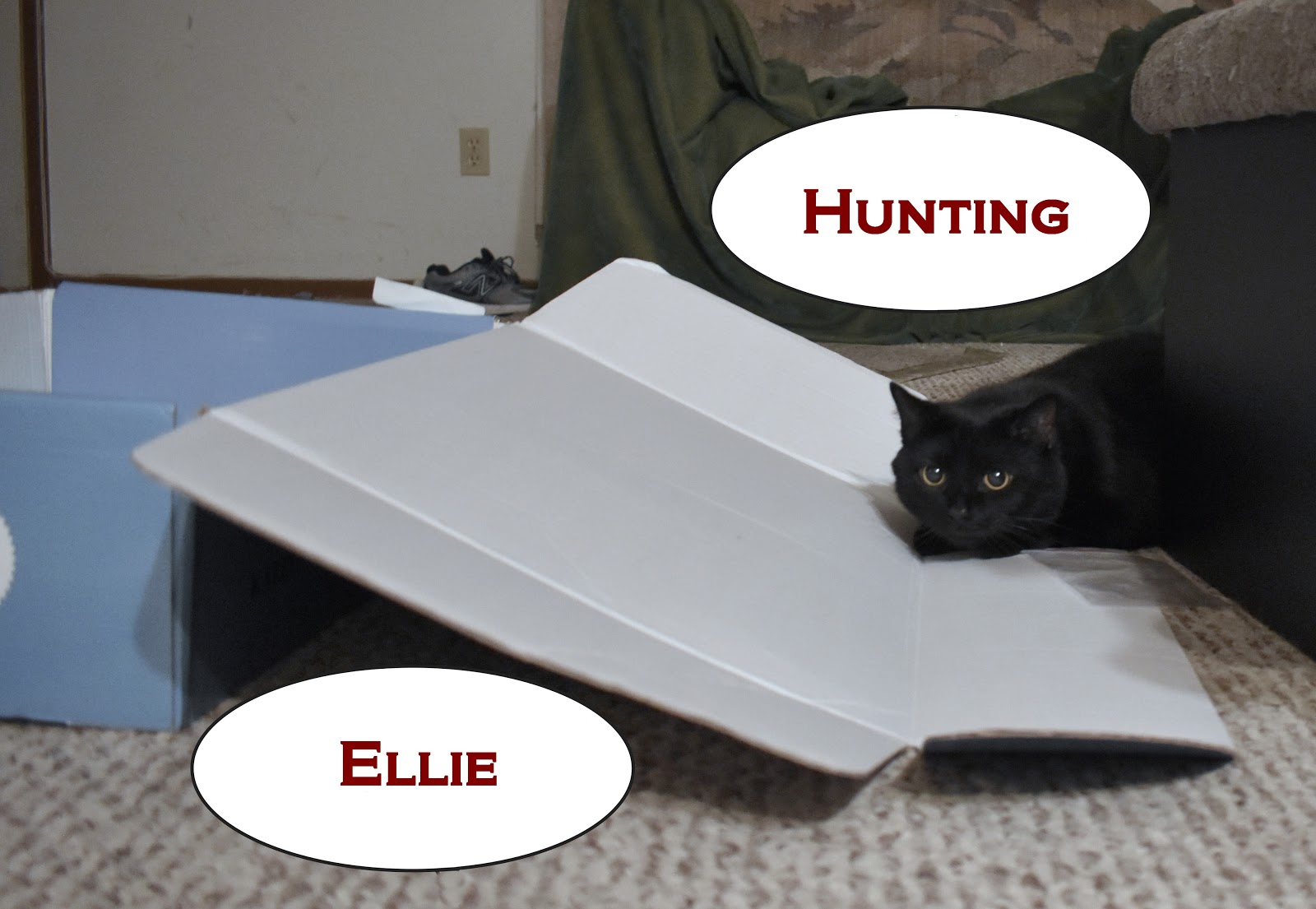 Do cats need human interaction or are they completely fine on their own