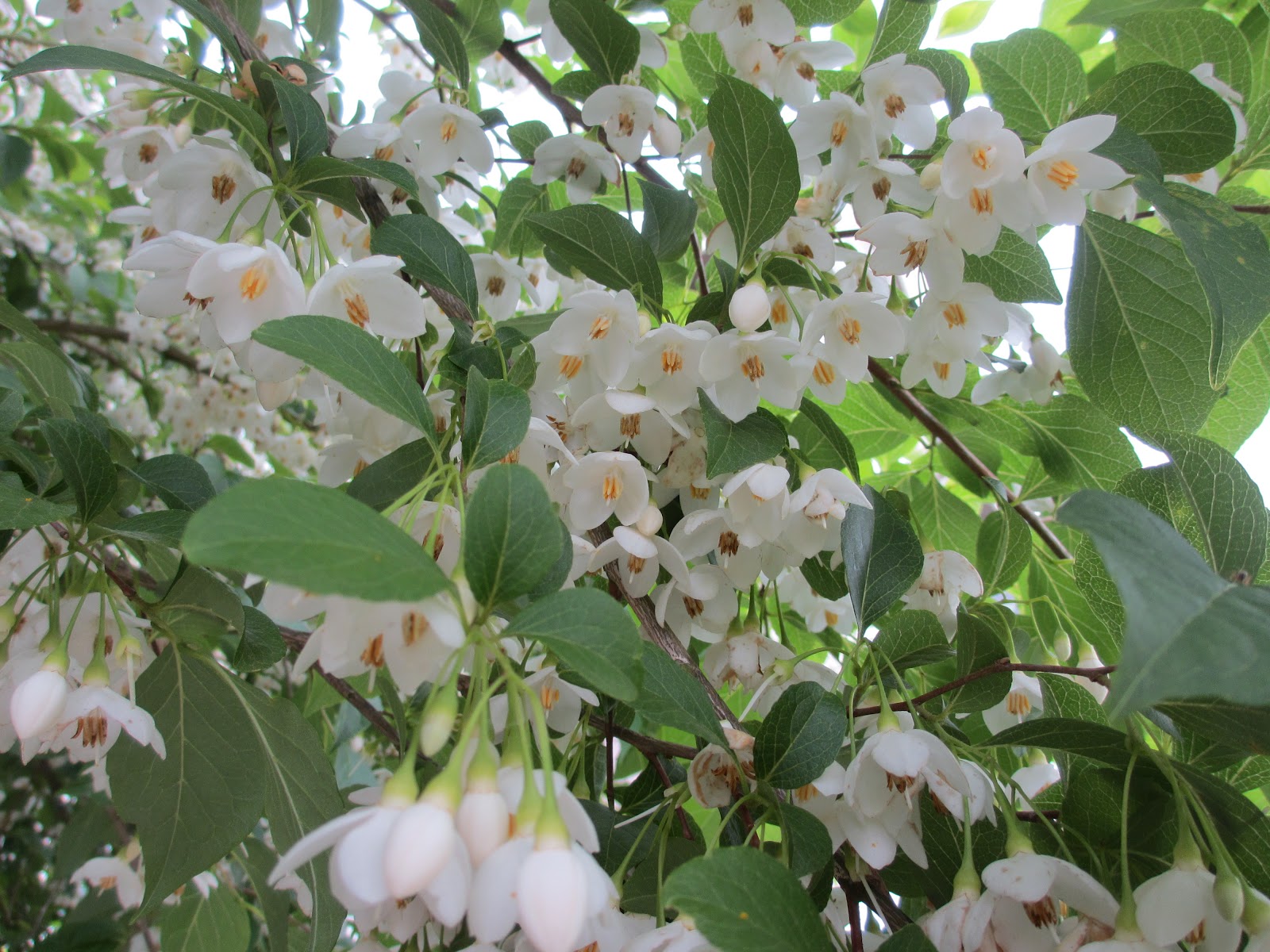 The Well-Watered Garden: Styrax japonica