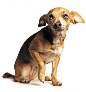  Dog Afraid Of Doorbell And Other Sounds (Email Query From Dog Owners)