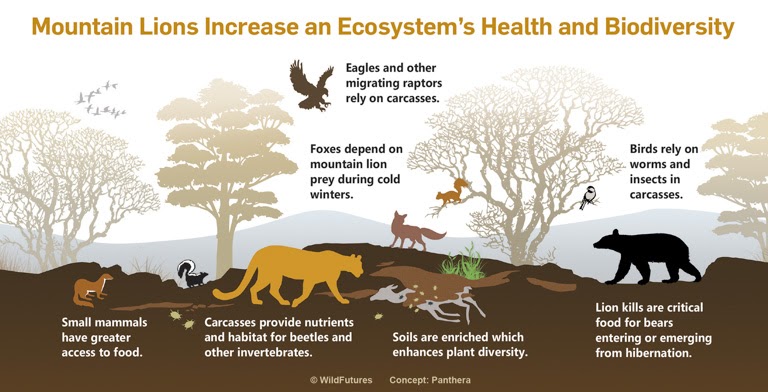 Saving Endangered Keystone Species: Key to Ecosystem Restoration