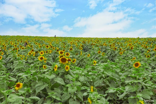 Hình ảnh cánh đồng hoa hướng dương ở Nghĩa Đàn - Nghệ An
