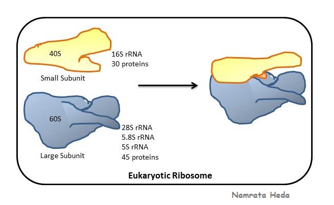 B for Biology: Ribosomes - Protein Assemblers of the Cell