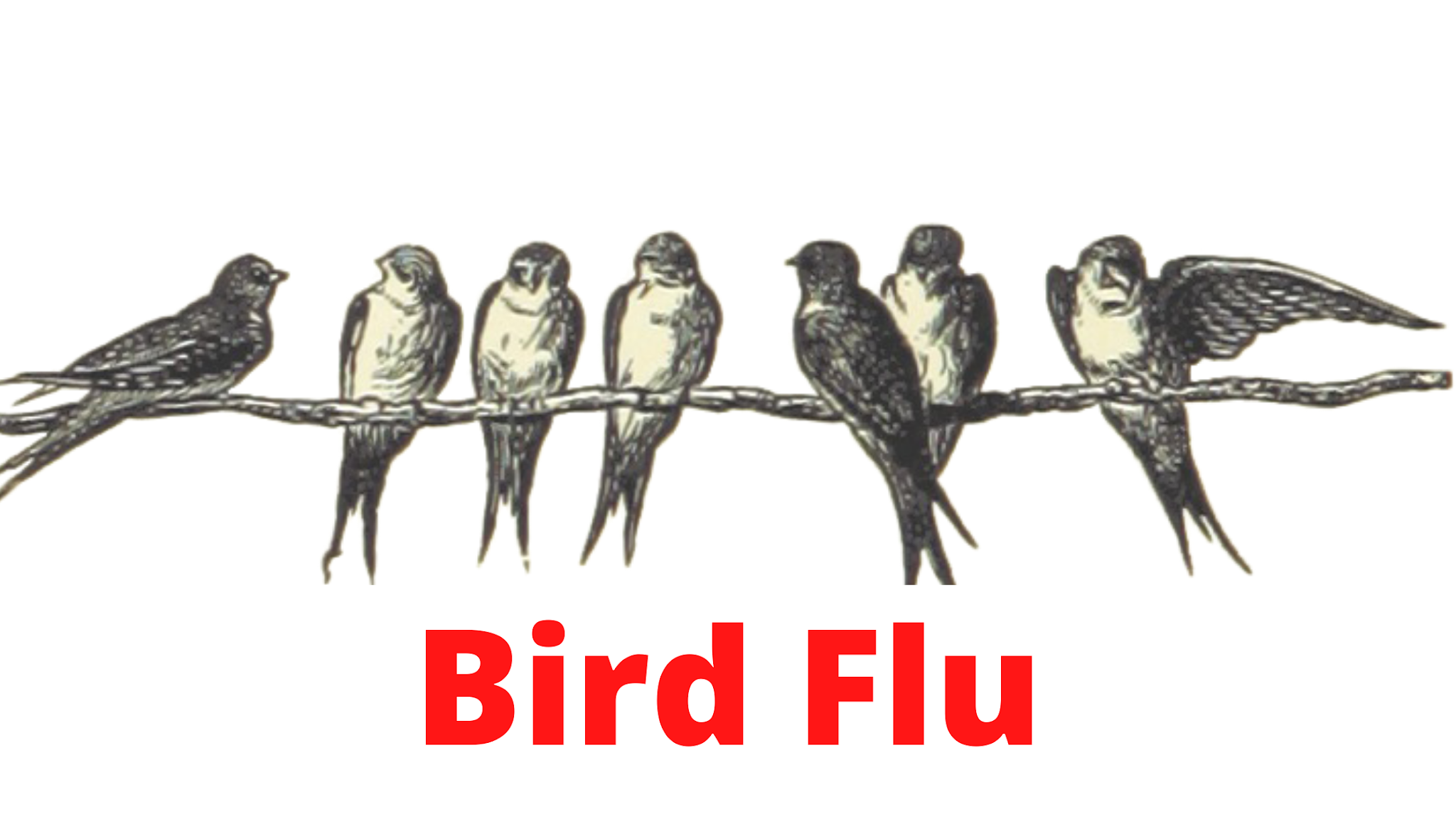 Bird flu symptoms and precautions in hindi /बर्ड फ़्लू होने का कारण