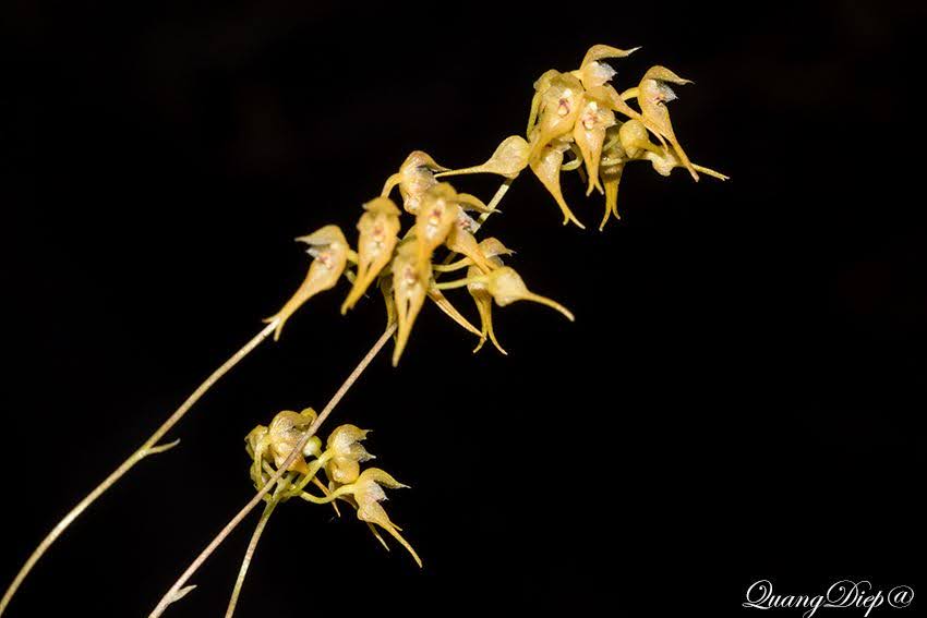 Bulbophyllum psychoon