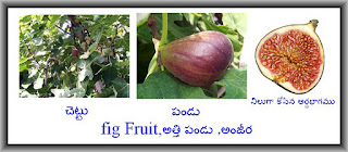 ఆహారము - ఆరోగ్యము , Food & Health (Telugu): Anjeera Fruit ,fig Fruit