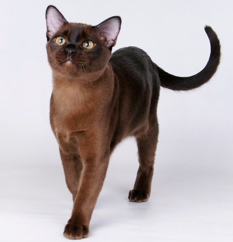 Burmese Cat Breed Profile Australian Cat Lover
