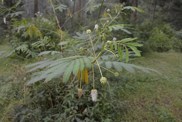 Flora Gunung Merbabu 2 Jenis Kaliandra bunga  merah dan 