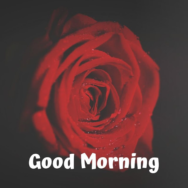 good morning romantic rose, good morning rose images download, good morning red rose hd wallpaper, good morning single rose, good morning flowers with messages, good morning images with flowers hd