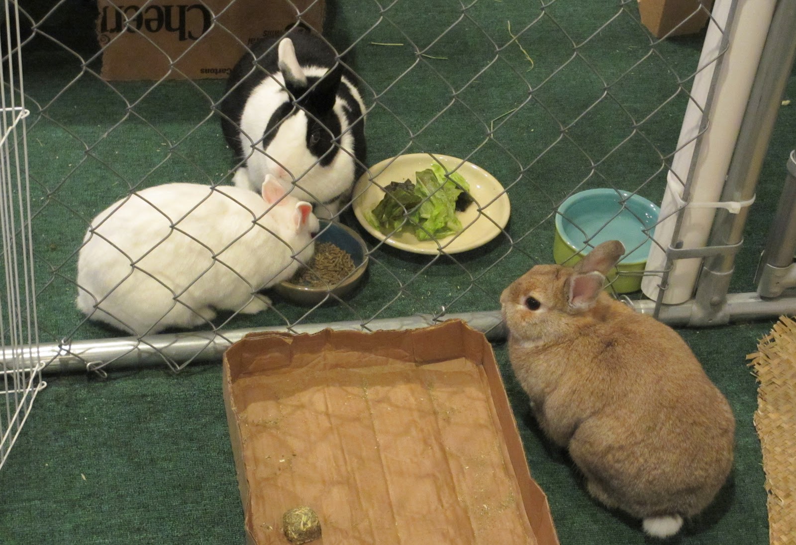 Rabbit Ramblings: Poop-o-meter, or caring for a sick bunny