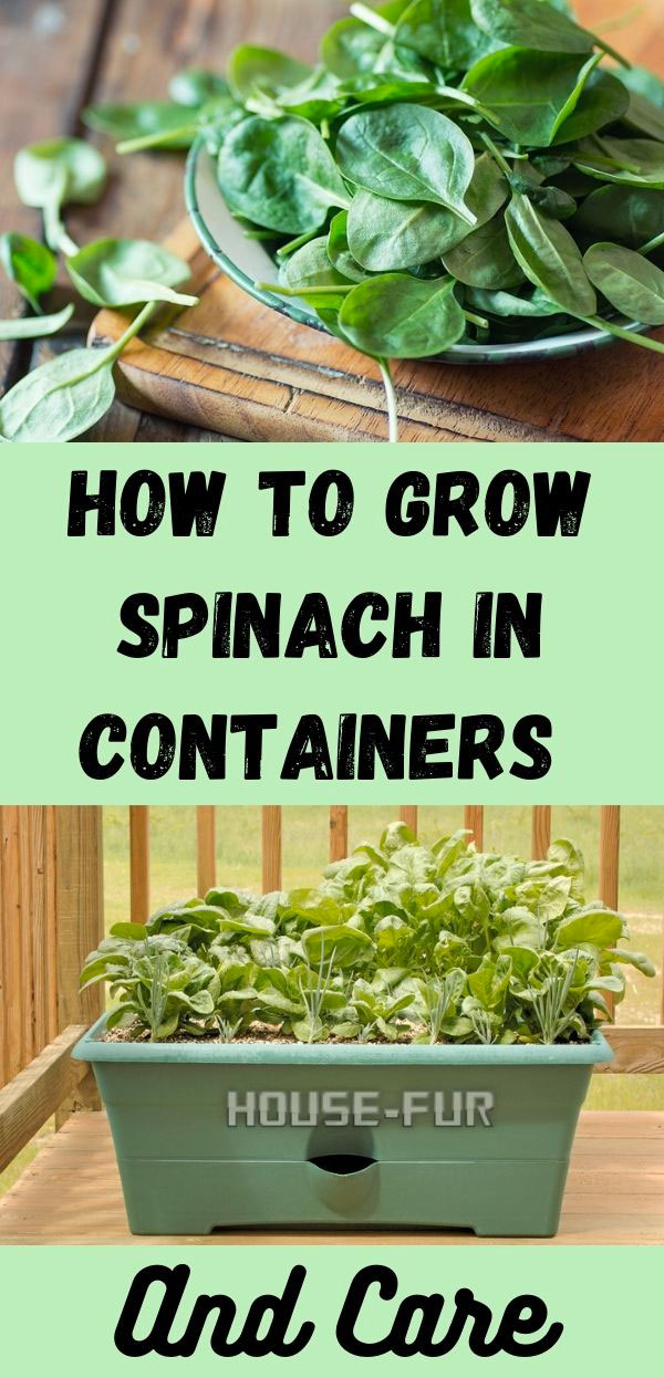 How to Grow Spinach in Containers And Care