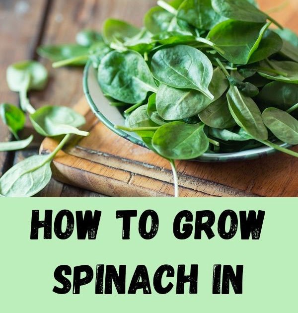 How to Grow Spinach in Containers And Care