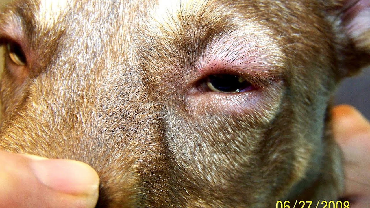 Anaphylactic Shock In Dogs Dog Choices