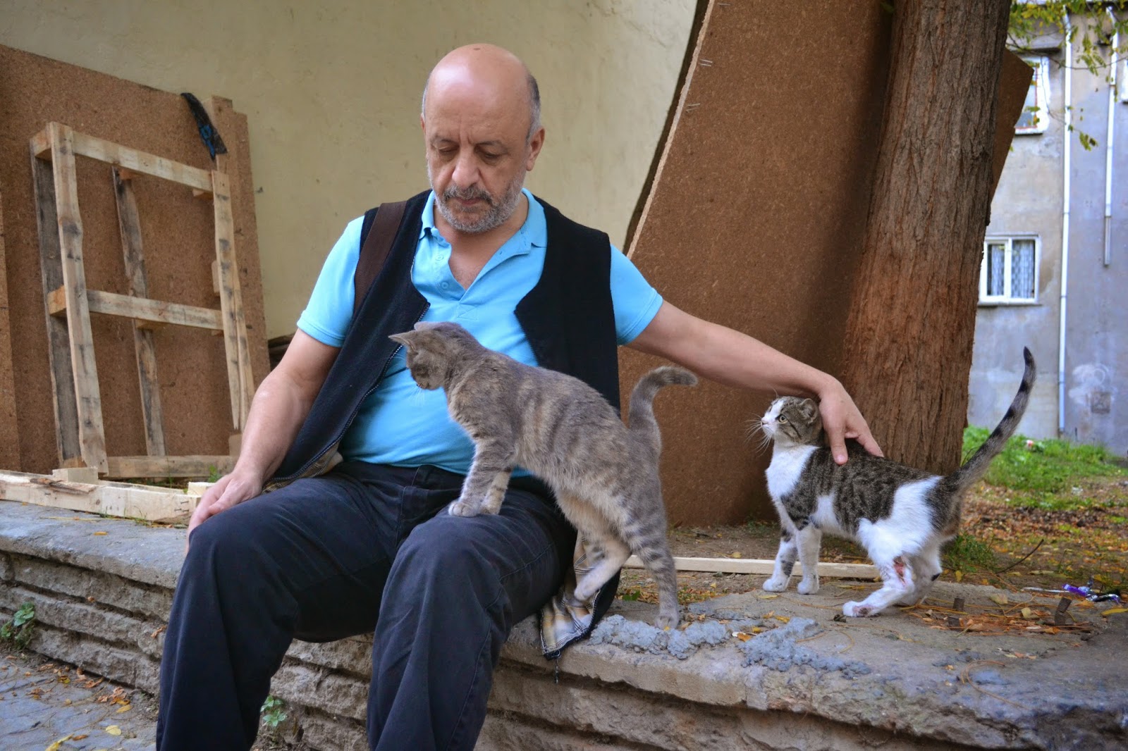 OYUN Kedi sevmek iyidir ve kedi sevenler sadece kendini değil herkesi