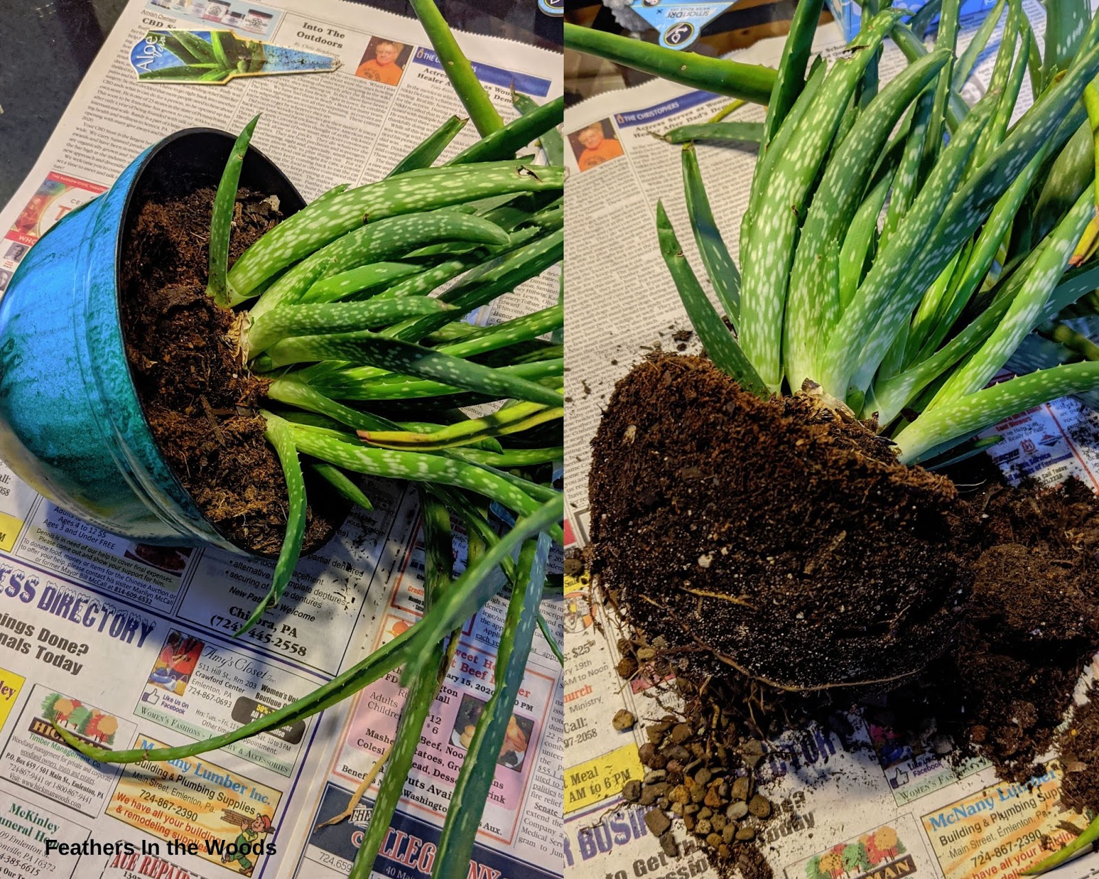 How to separate aloe pups Feathers in the woods