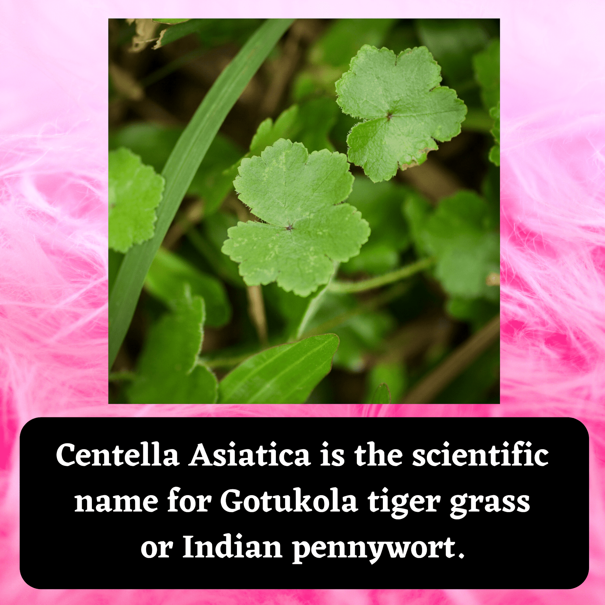 3 Herbs to Increase Brain Memory Tense Health