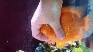 9ba6cf7638dfd959721573f014fd3434.GIF