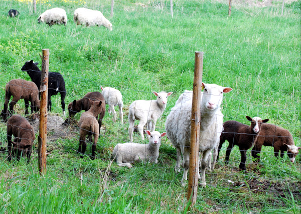 finnish landrace, finn, finnsheep sheep, finnsheep appearance, about finnsheep, finnsheep breed, finnsheep care, caring finnsheep, finnsheep color, finnsheep characteristics, finnsheep ewes, finnsheep facts, finnsheep for milk, finnsheep for meat, finnsheep for wool, finnsheep history, finnsheep horns, finnsheep info, finnsheep images, finnsheep lambs, finnsheep meat, finnsheep milk, finnsheep origin, finnsheep photos, finnsheep pictures, finnsheep rarity, finnsheep rearing, raising finnsheep, finnsheep size, finnsheep temperament, finnsheep uses, finnsheep varieties, finnsheep weight, finnsheep wool