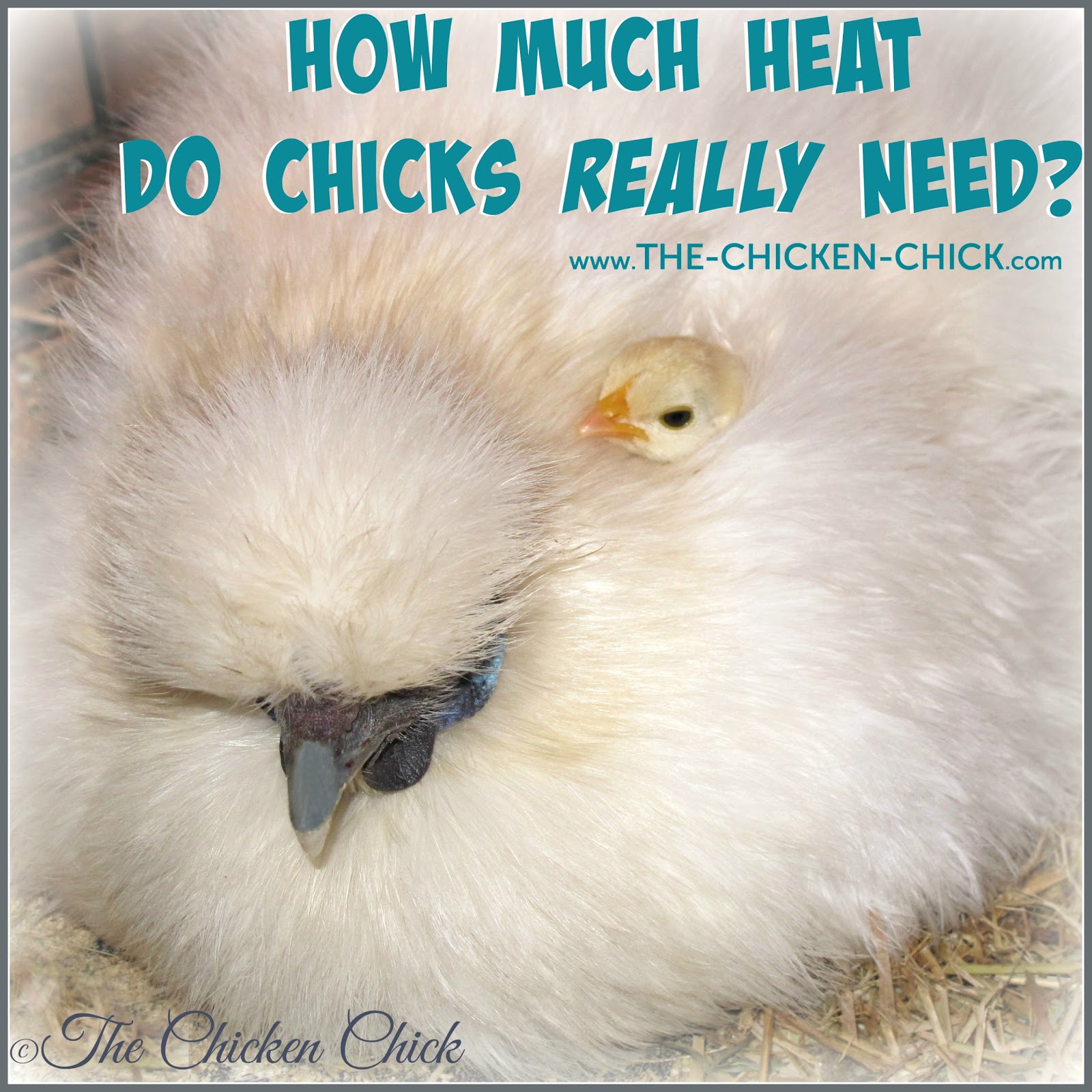 The Chicken Chick® How Much Heat Do Chicks REALLY Need? Think Like a