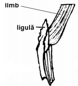 Lidah-lidah (ligula) Lidah-lidah (ligula)