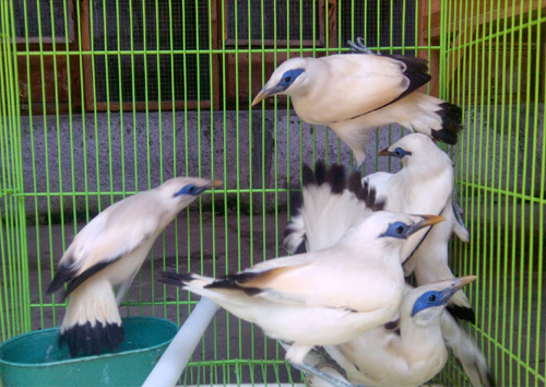 Juragan Kicau Daftar Harga Jual Jalak Bali Asli Terbaru