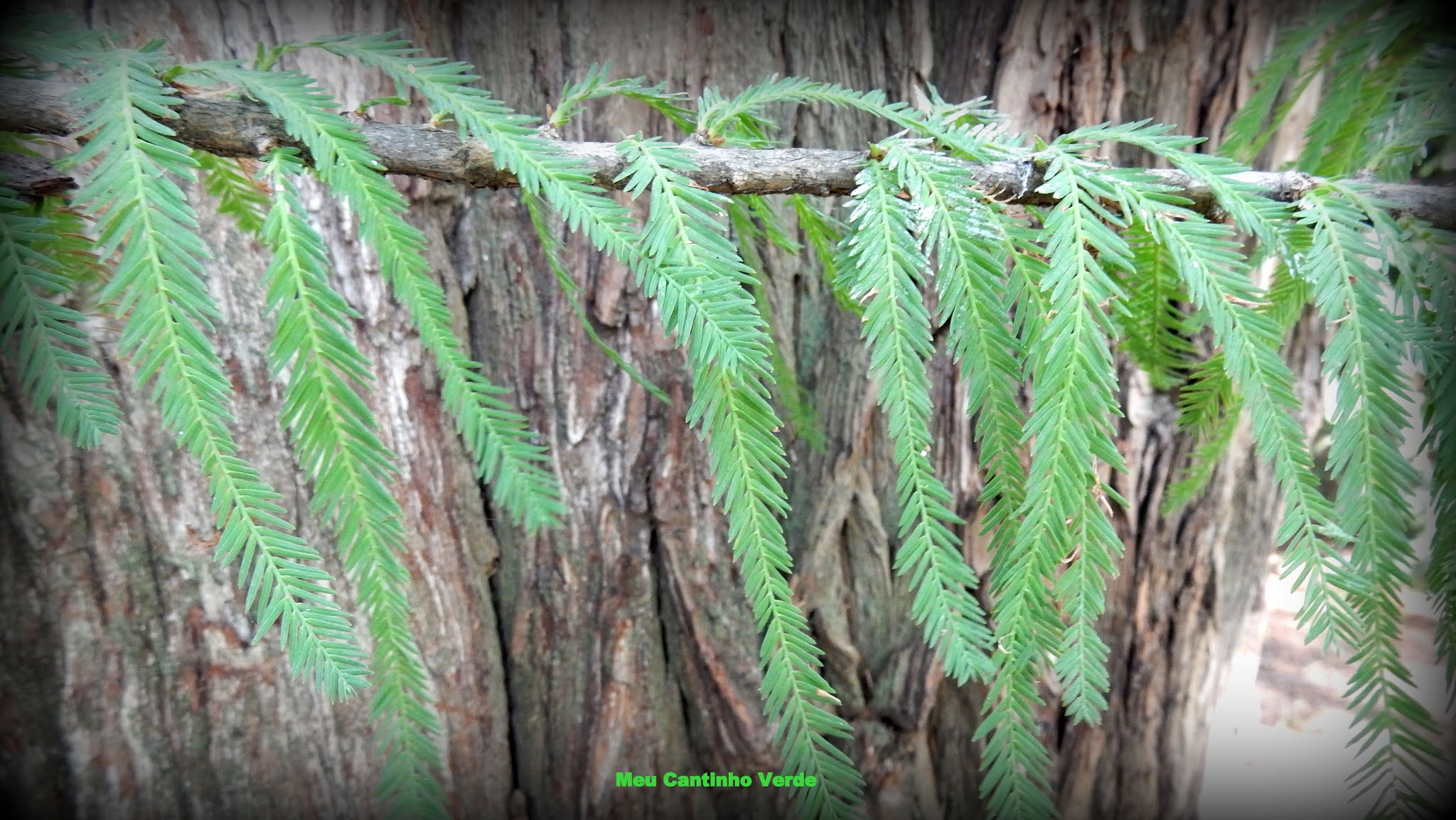 Meu Cantinho Verde: CIPRESTE-DE-MONTEZUMA, AHUEHUETE - ( Taxodium ...