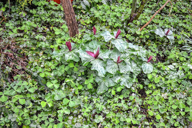 Evolution Of Cinnamate P Coumarate Carboxyl Methyltransferases And