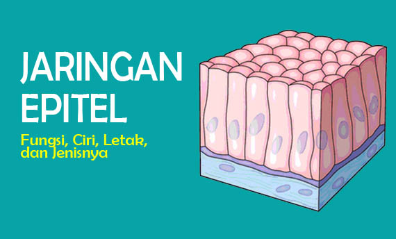 Jaringan Epitel : Fungsi, Ciri, Klasifikasi, Gambar, dan Letaknya Jaringan yaitu struktur yang tersusun dari sel Jaringan Epitel : Fungsi, Ciri, Klasifikasi, Gambar, dan Letaknya