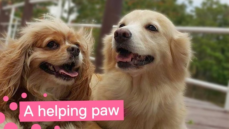 Τυφλός σκύλος έχει τον δικό του… σκύλο οδηγό (βίντεο)