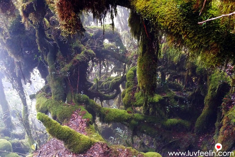 Cameron Highland Mossy Forest