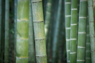 scientist name of bamboo