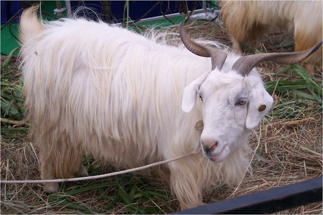 Most Popular Indigenous Breeds of Goats in India